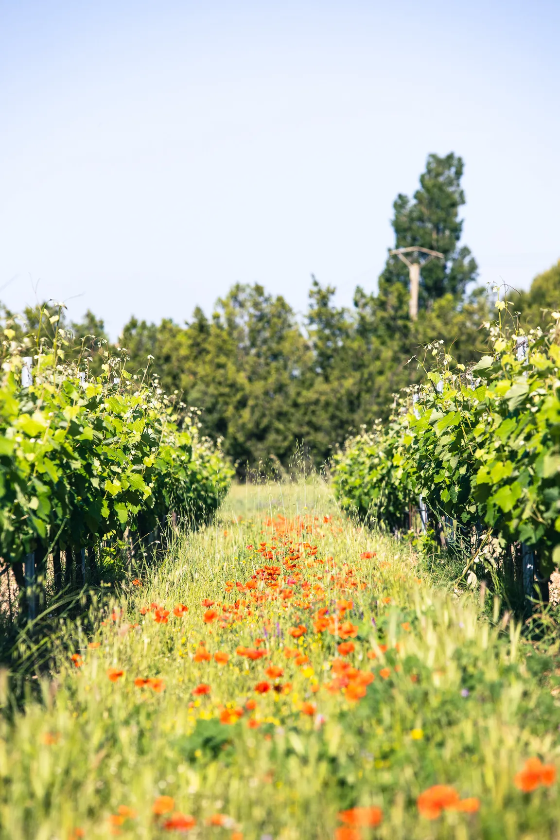 Domaine des Peyre