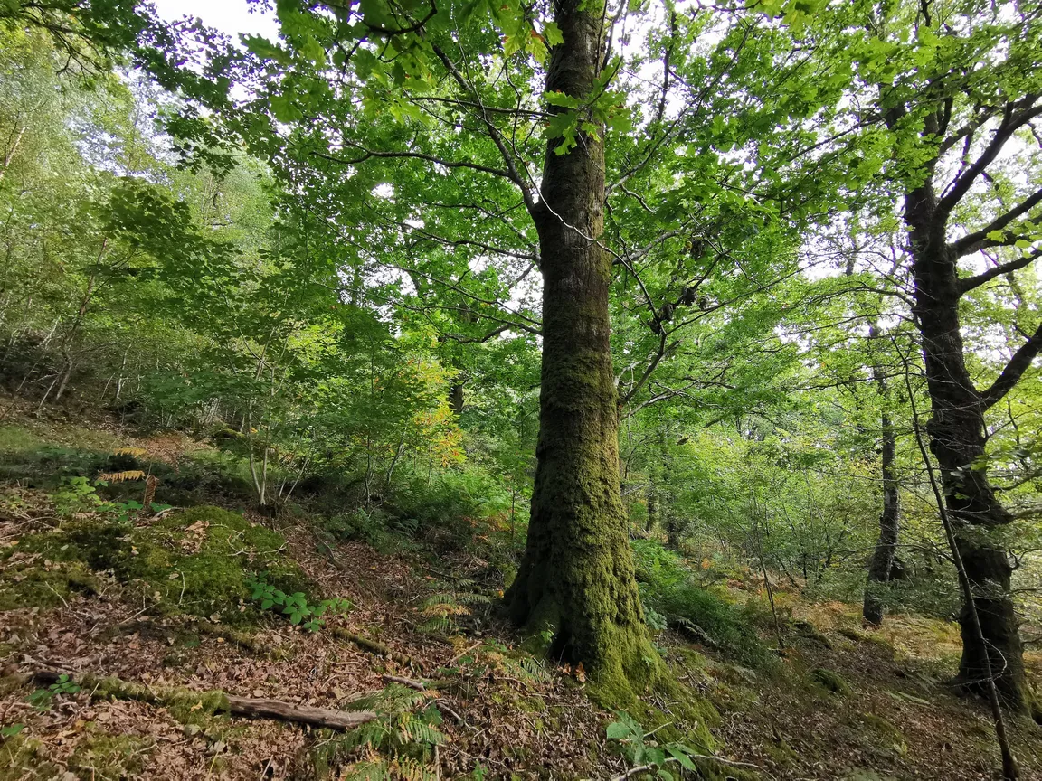 Ty'n Llwyn Walking Trail
