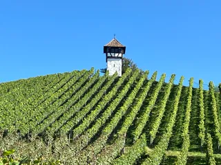 Rebgut Haltnau