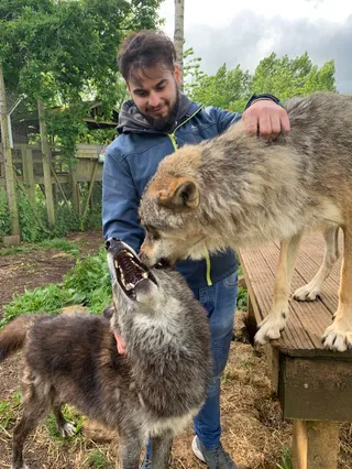The Little Zoo - Wolf Experiences - by appointment only