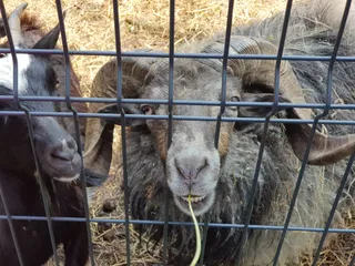 Rancho pod Olszyną