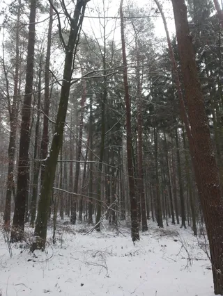 Lasy Pomiechowskie