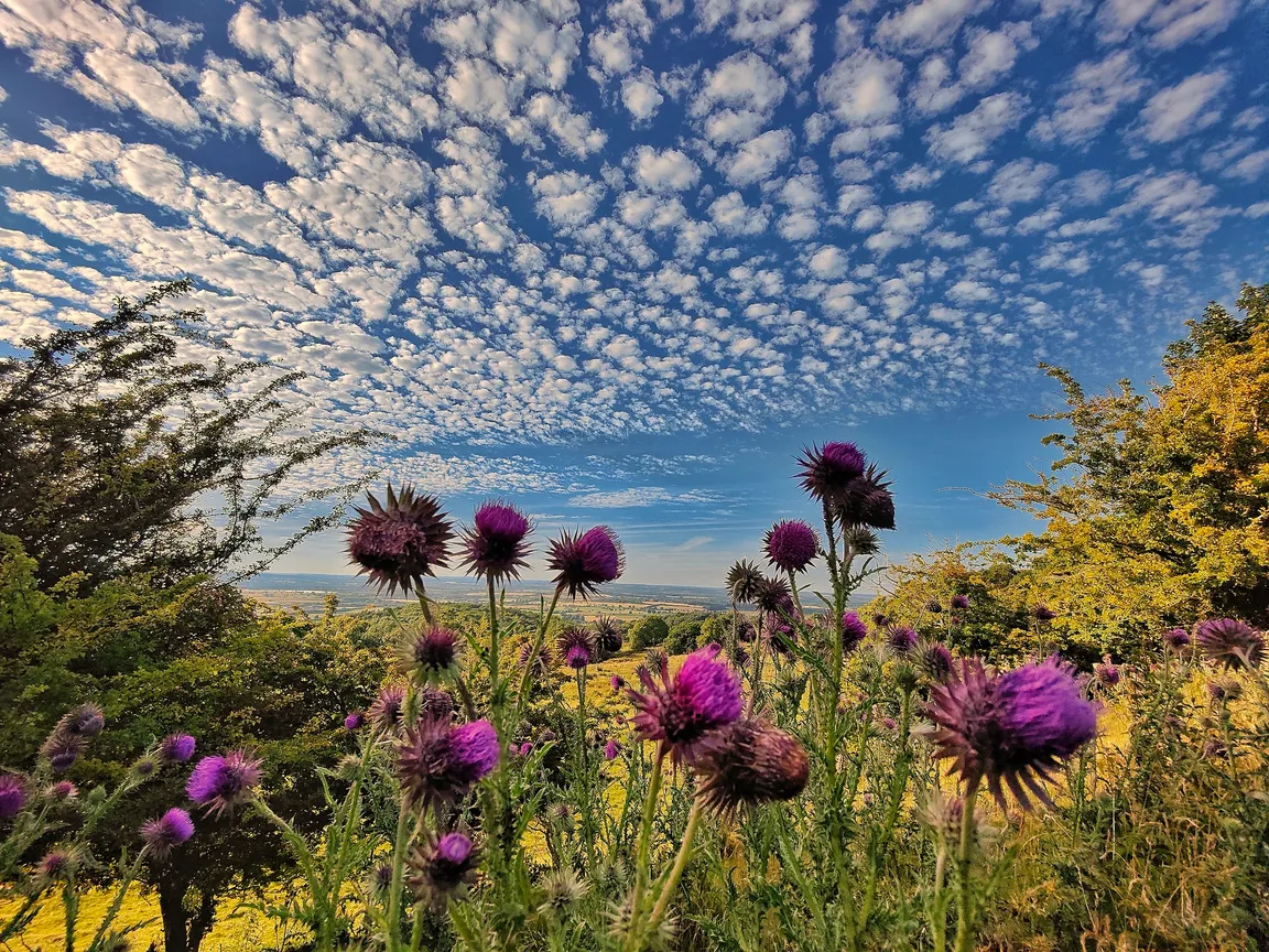 National Trust - Dover's Hill
