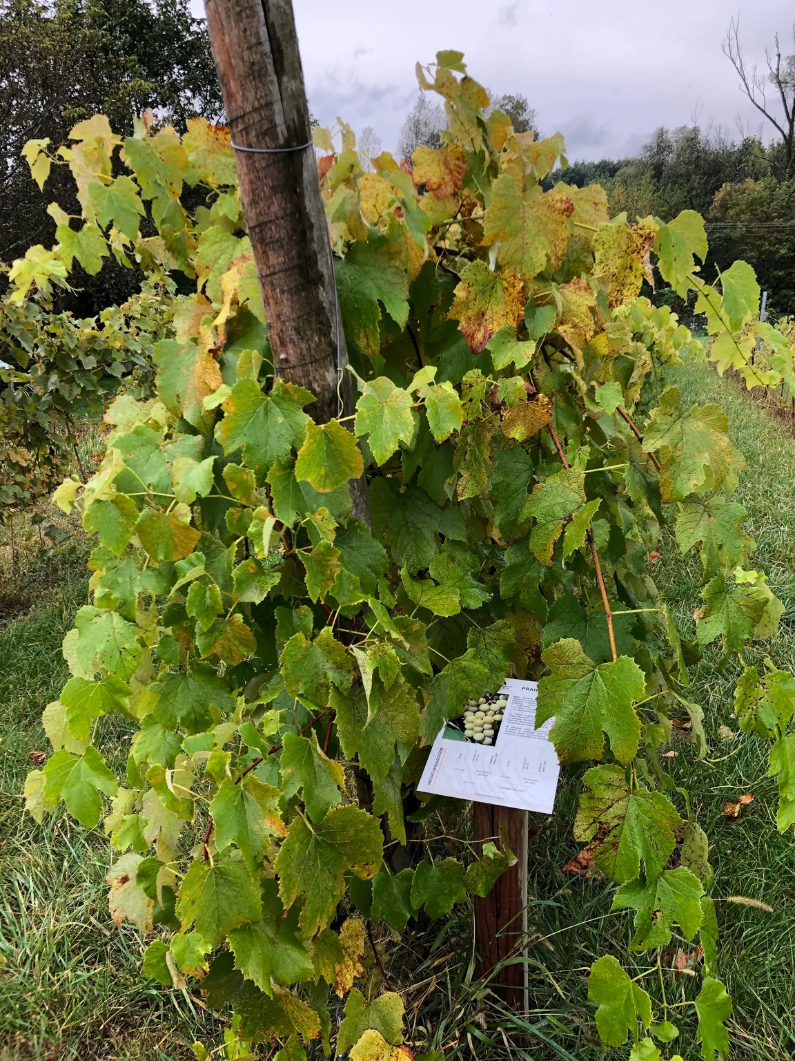 Winnica TERRA