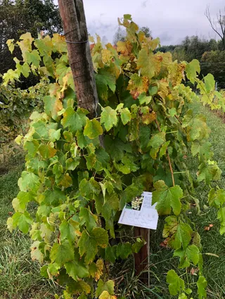 Winnica TERRA