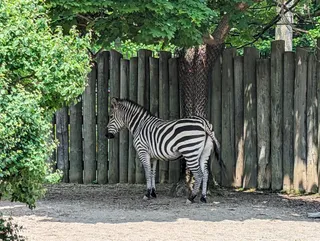 The Buffalo Zoo