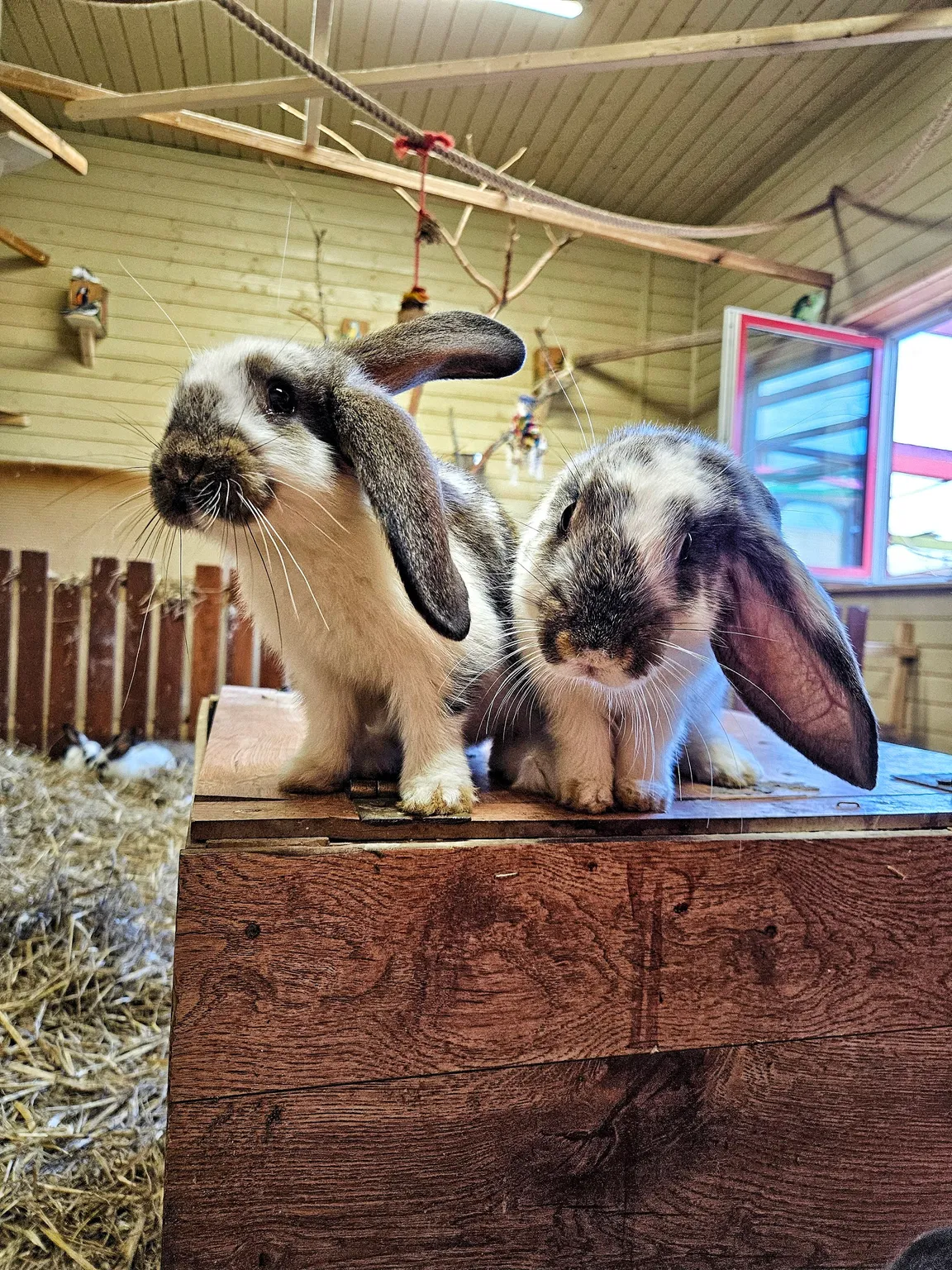 DonkeySzot - Mini Zoo i Alpaki