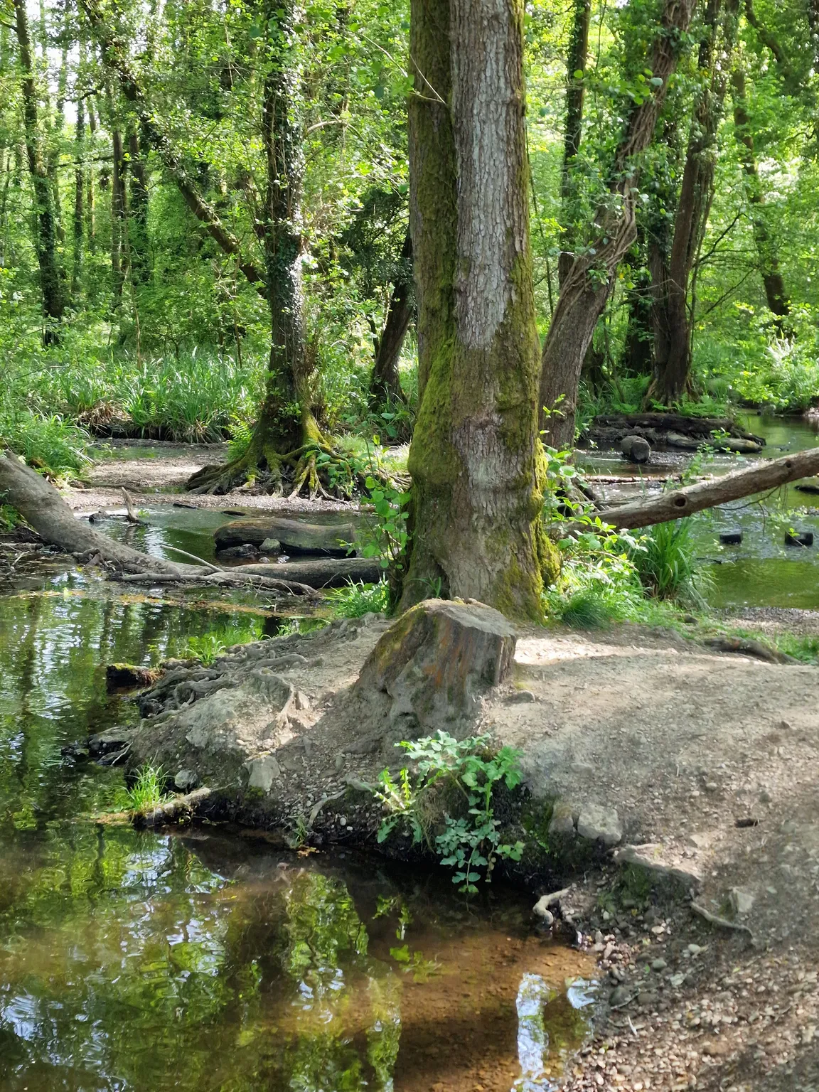 Cannop Ponds - Forestry England