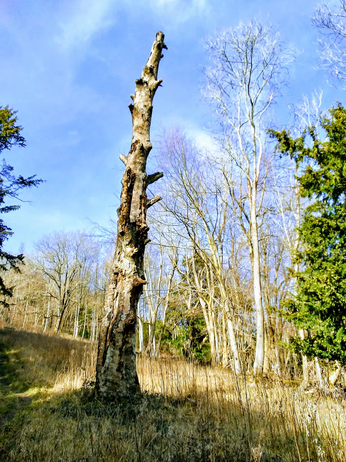 Ashford Hangers National Nature Reserve