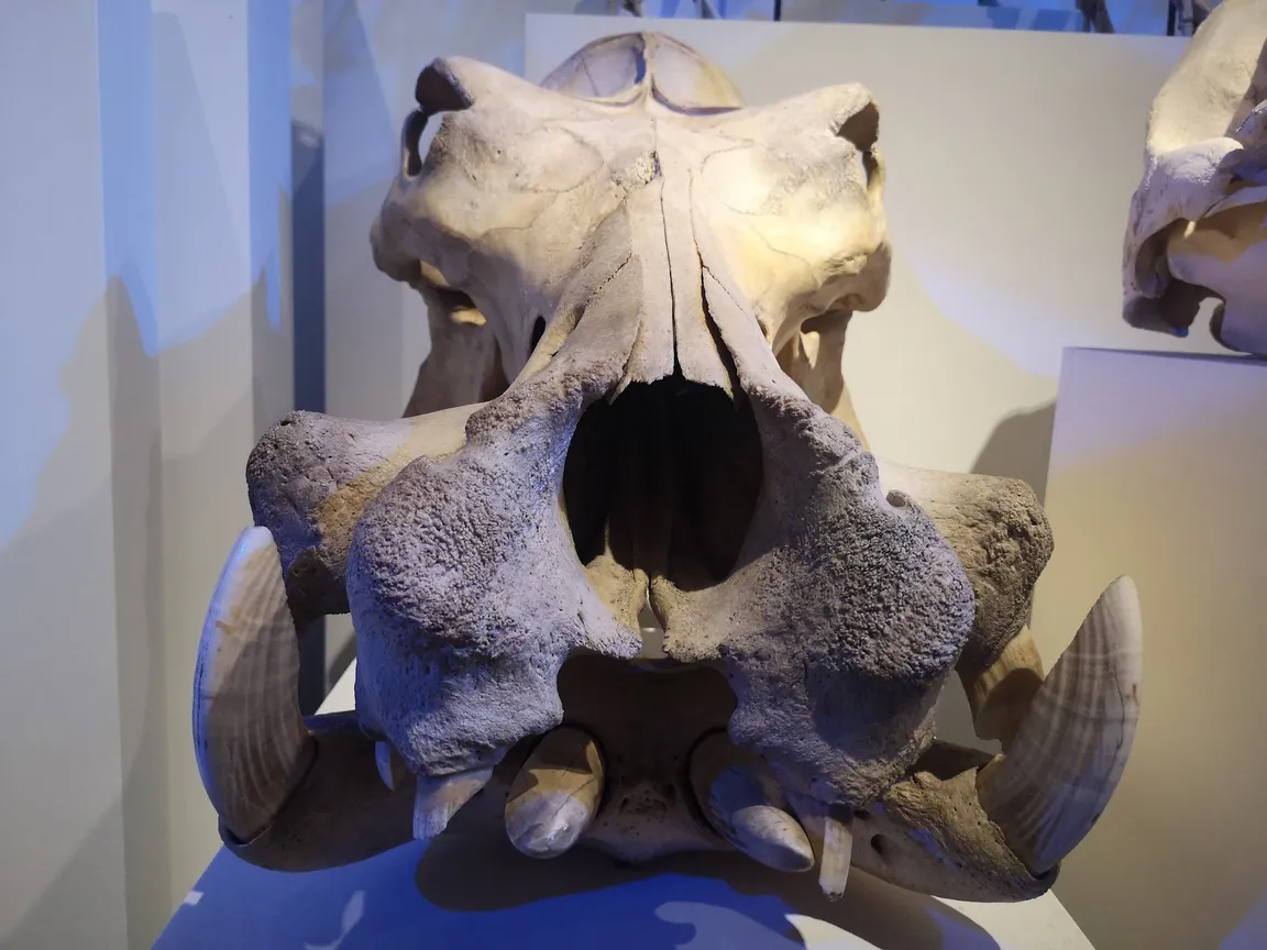 Naturhistorisk Museum Aarhus