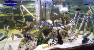 Paul's Aquariums & Ponds