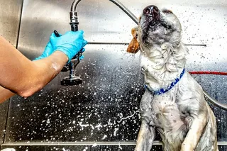Psi Salon Groomer – Agnieszka Jarzyńska