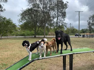 Brisbane City Dog Walking