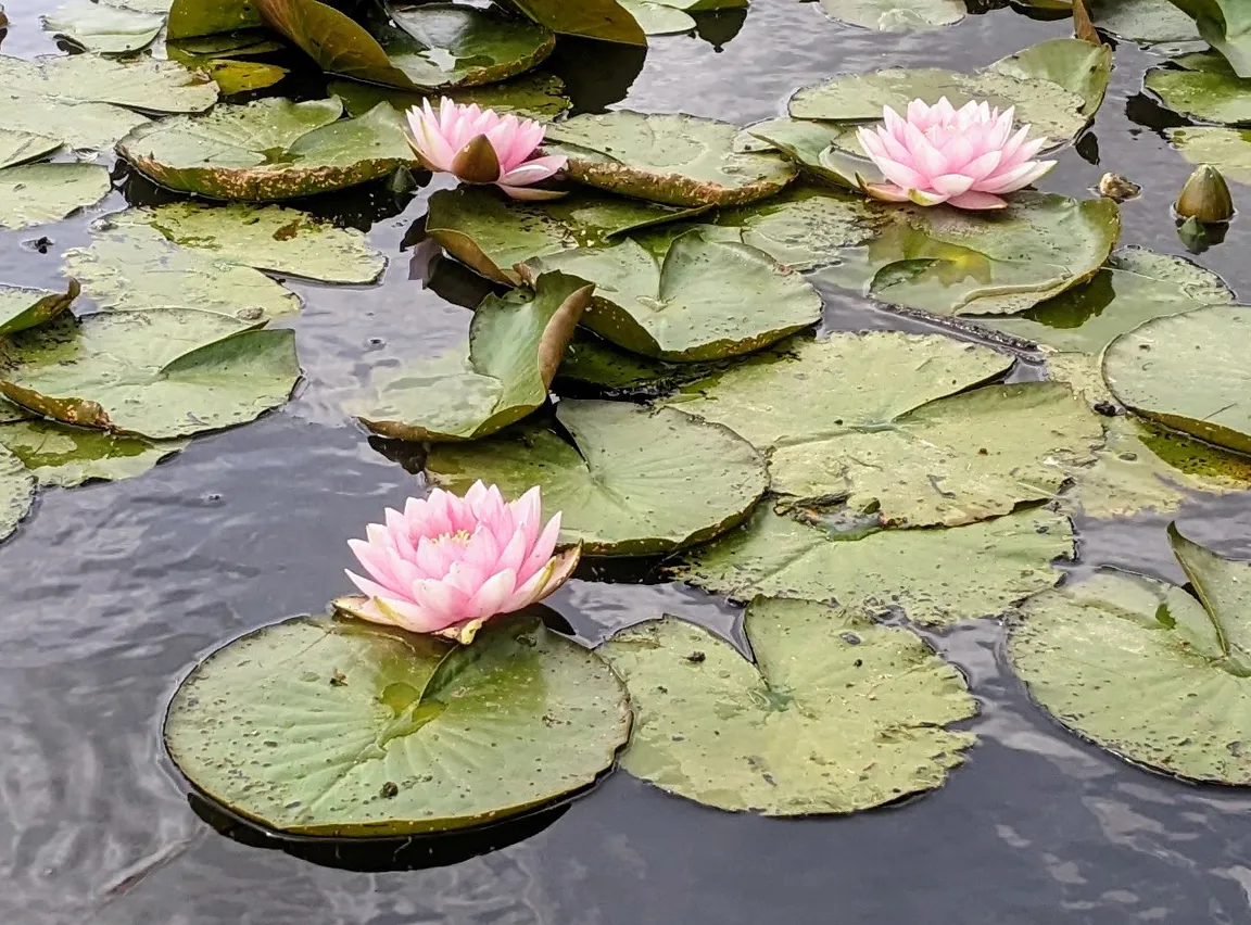 National Trust - Sheffield Park & Garden
