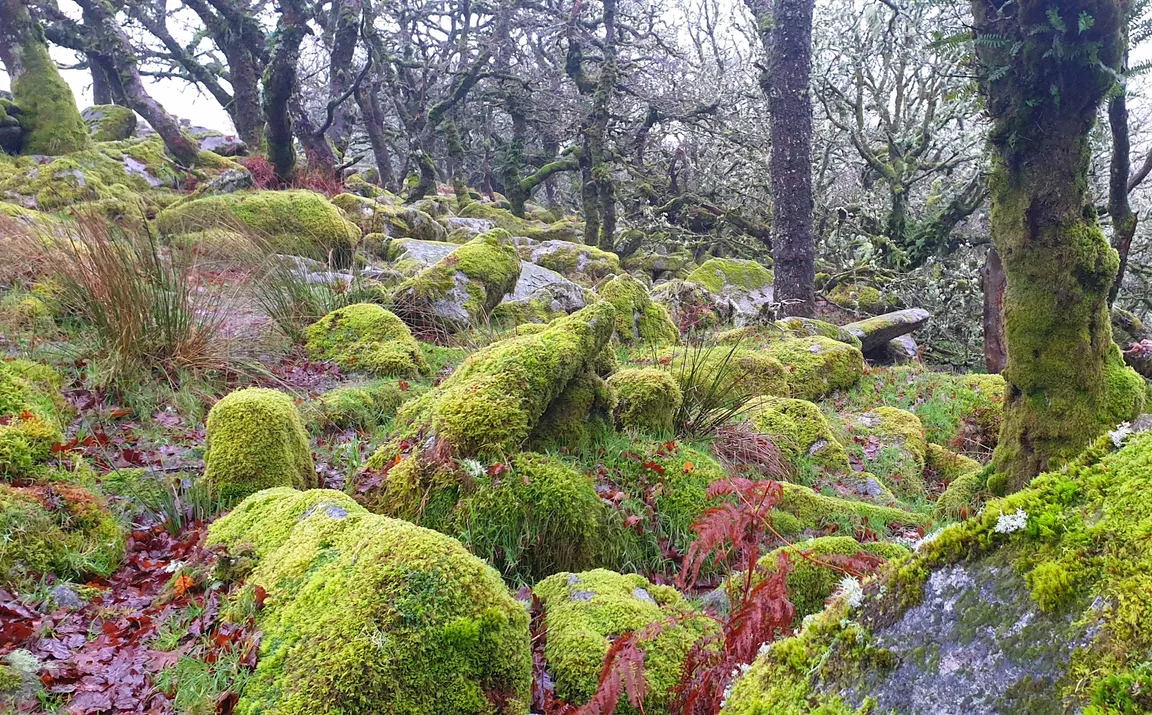 Wistman's Wood