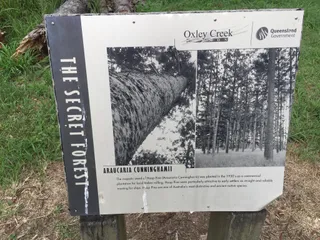 Secret Forest