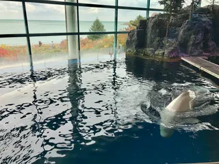 Shedd Aquarium w Chicago