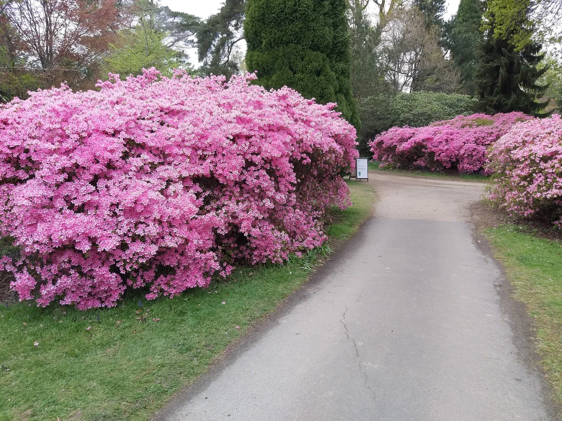 National Trust - Sheffield Park & Garden