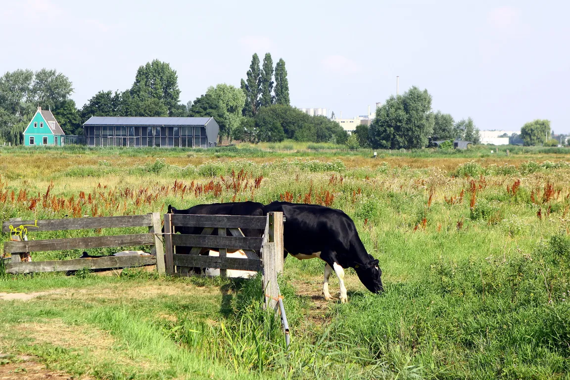 Houtzaagmolen de Gekroonde Poelenburg