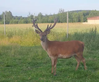 Noclegi Świętokrzyskie W Dolinie Wilkowskiej,, Pod Jeleniami "prawdziwymi. .