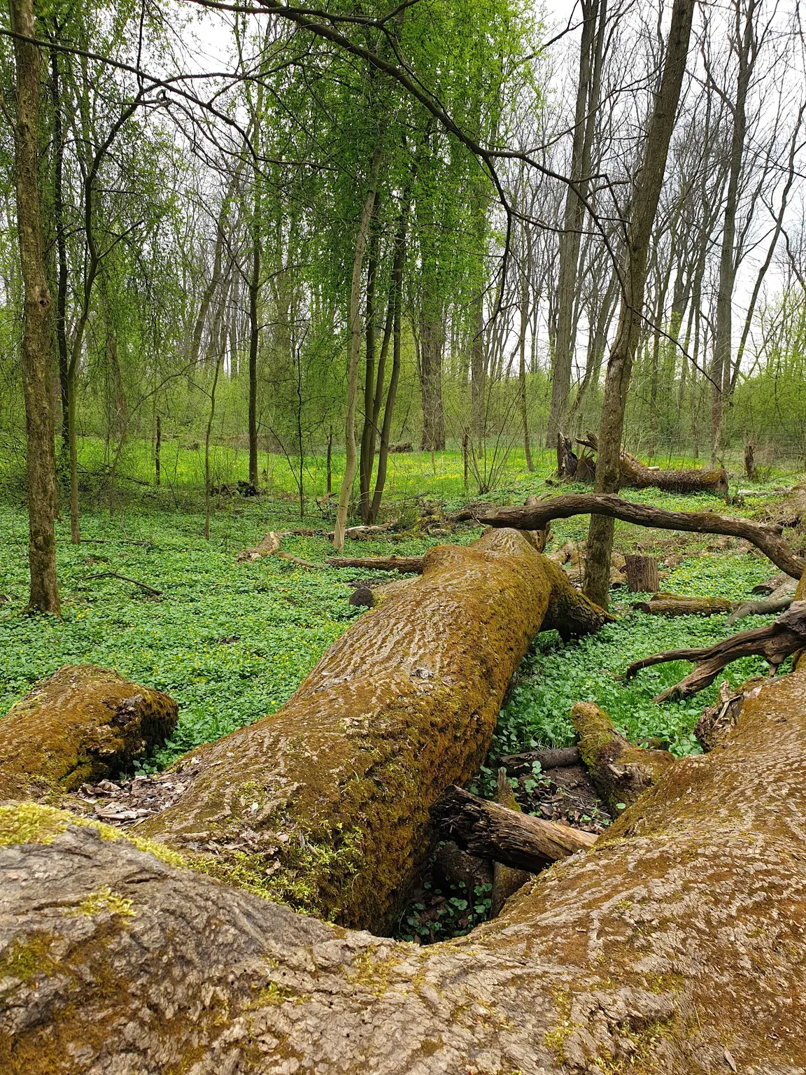 Zalesiona ścieżka spacerowo - biegowo - rowerowa