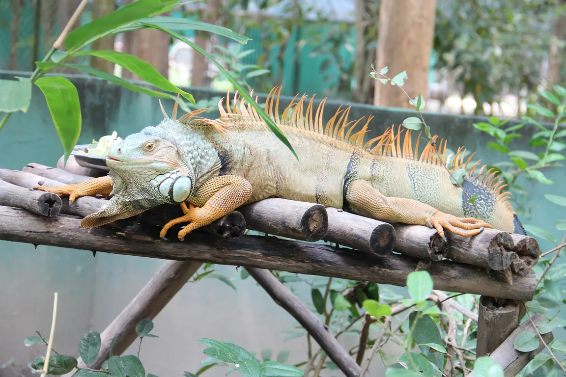 Wildlife Friends Foundation Thailand (WFFT)