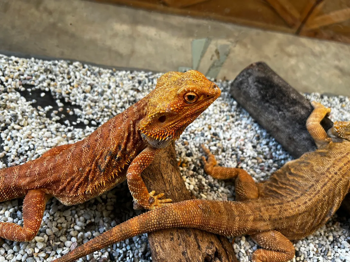 Siam Insect Zoo