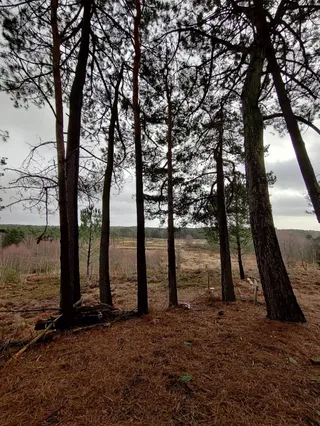 Avon Heath Country Park