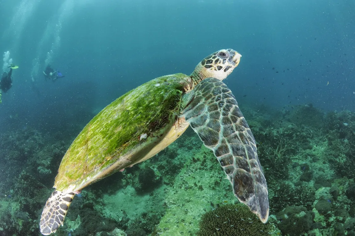 Phi Phi Barakuda Scuba - Dive Center, Diving Phi Phi Island