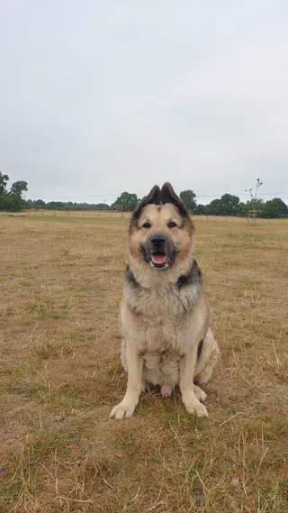 Purton Dog Walking Field