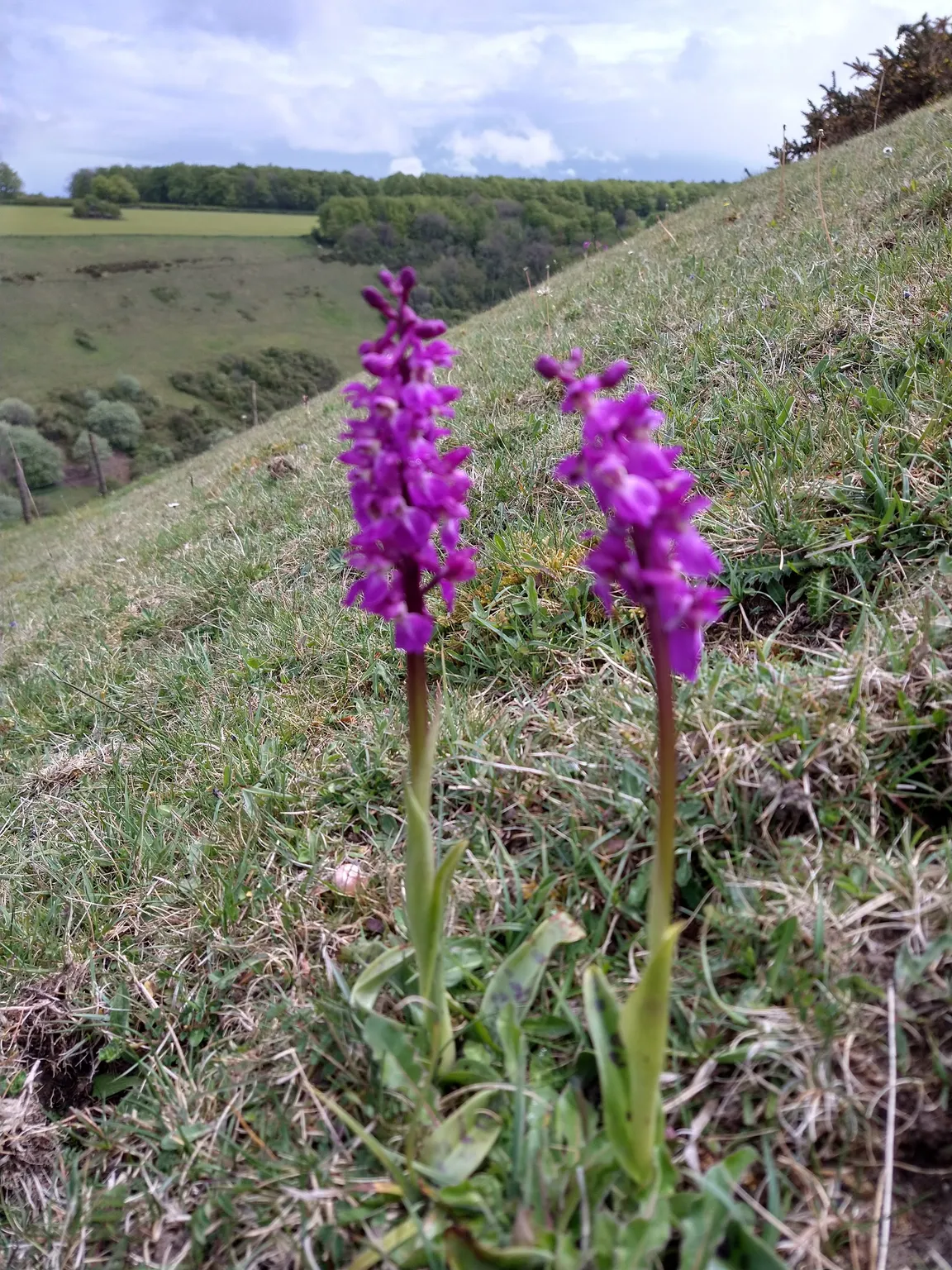 National Trust - Fontmell and Melbury Downs