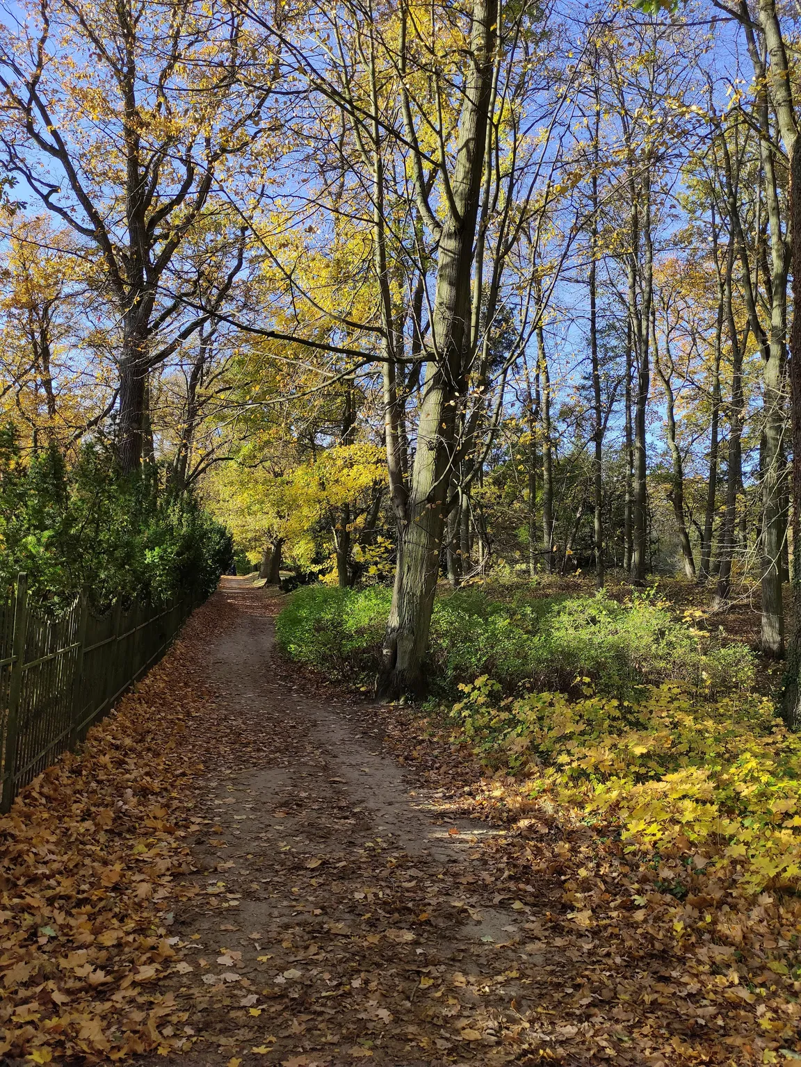 Park pałacowy w Rogalinie