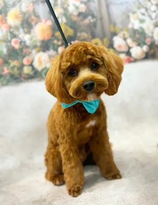 Champion Grooming | Psi fryzjer Warszawa Wola | Strzyżenie psów