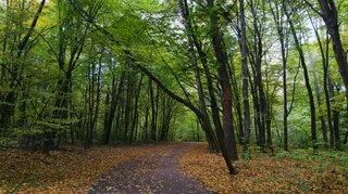Holosiivskyi National Natural Park