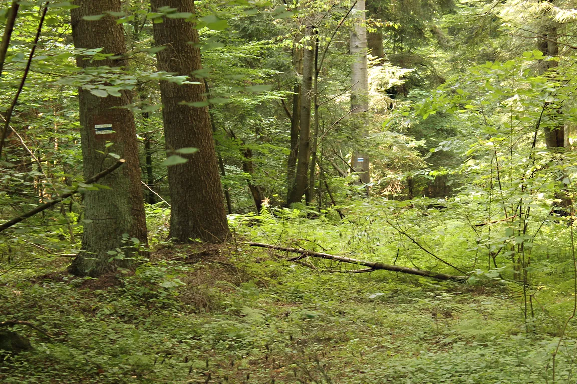 Rezerwat przyrody Góra Sieradowska