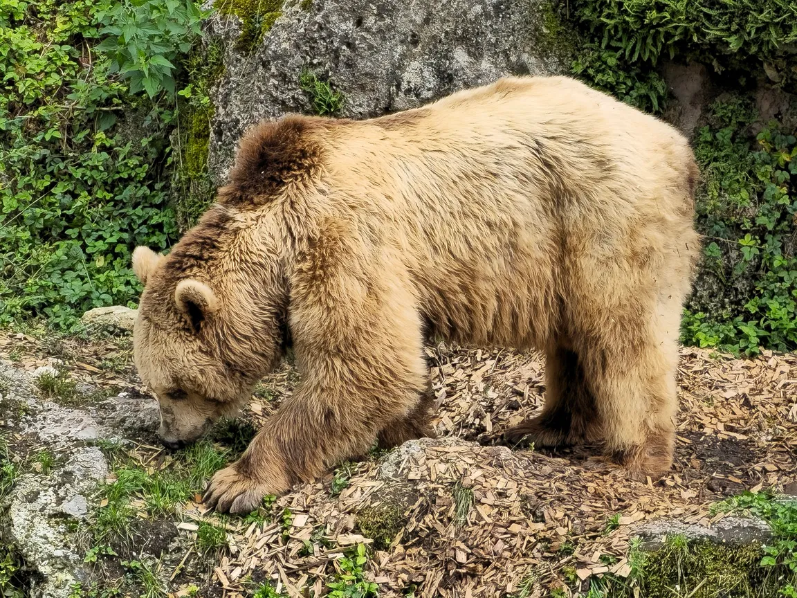 Salzburg Zoo Hellbrunn