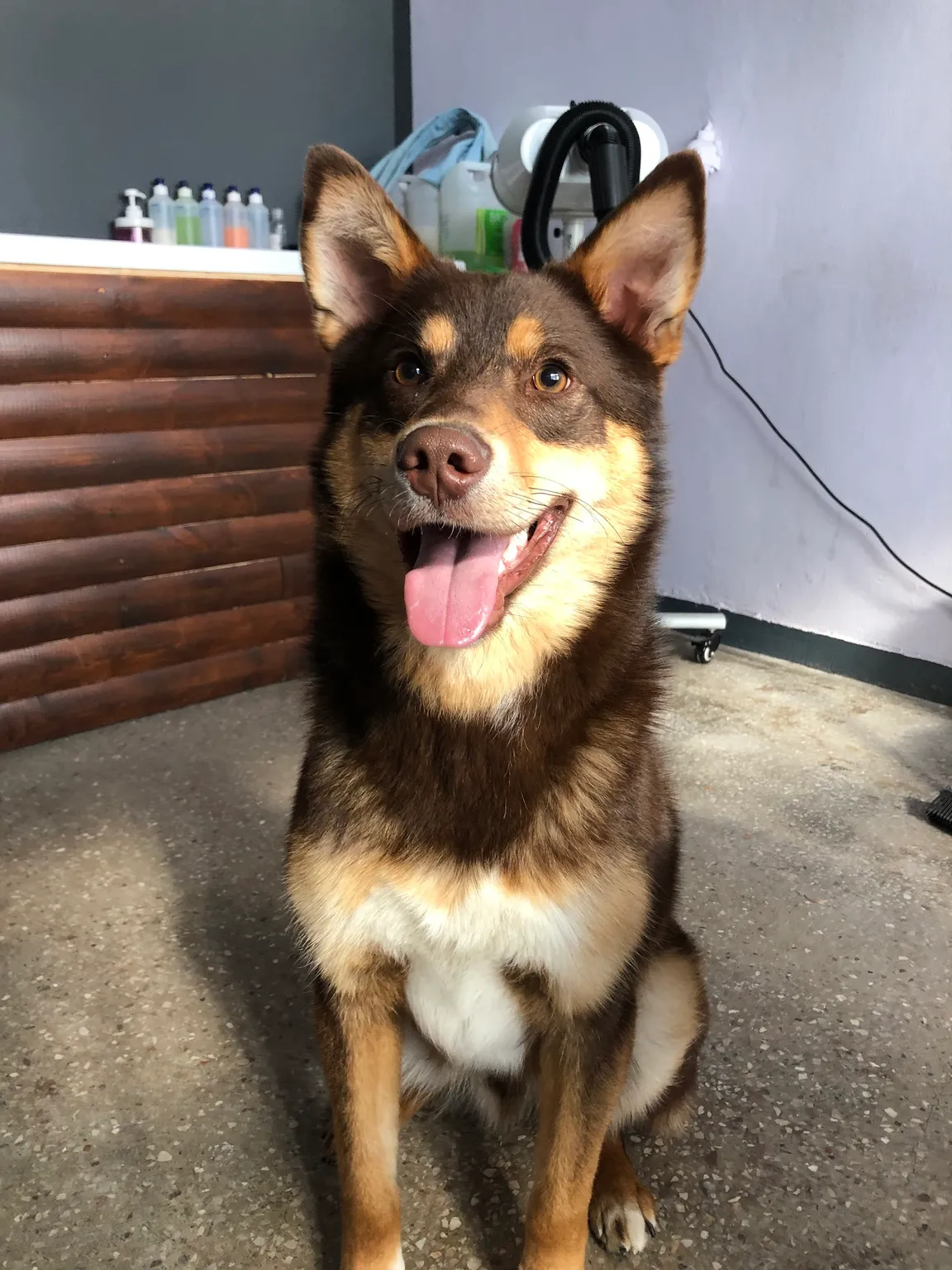 Psi fryzjer DogFam. (salon pielęgnacji psów)