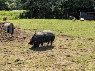 Coppershell Animal Rescue