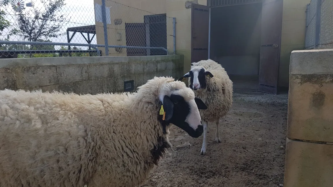 Ta Qali Petting Farm