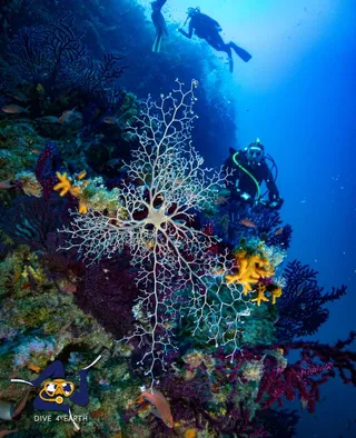 Juan Dolio Divers