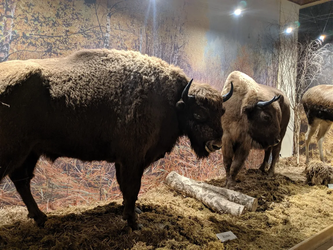 Muzeum Przyrody - Oddział Muzeum Warmii i Mazur