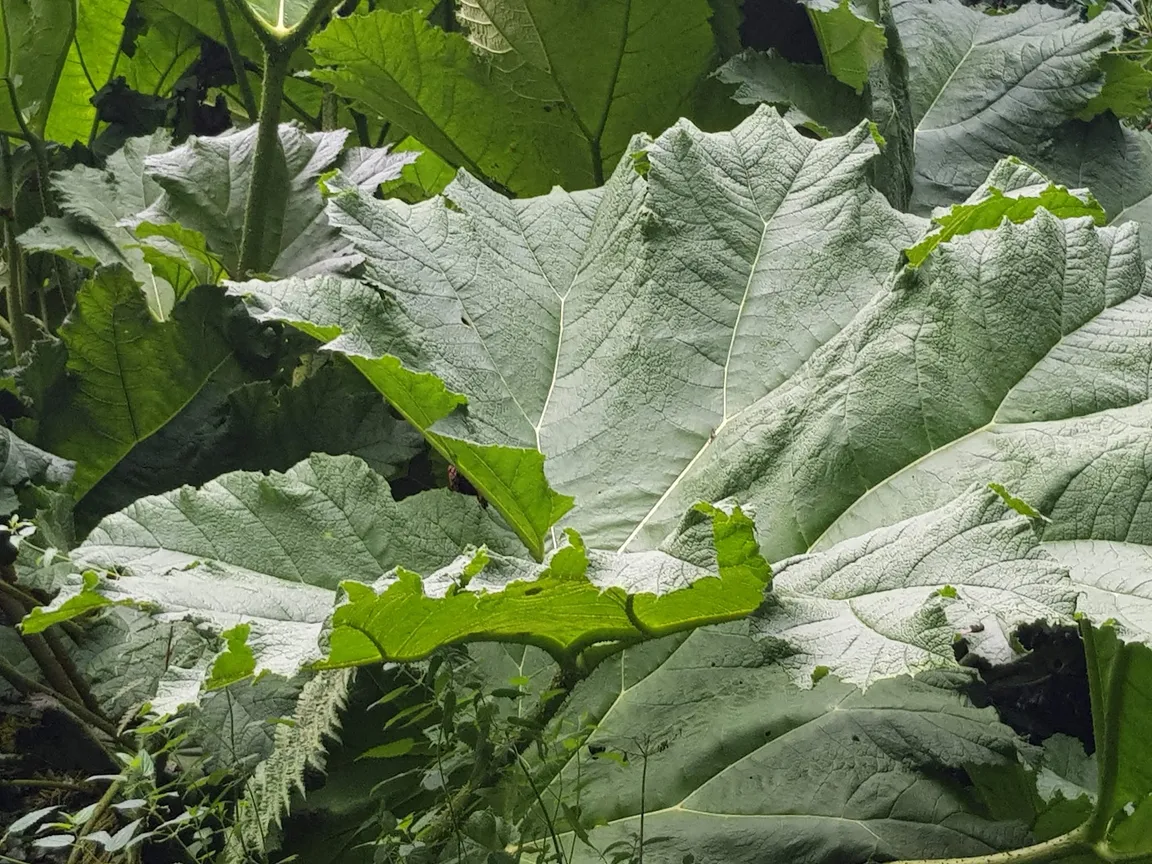 Lakeview Organic Farm
