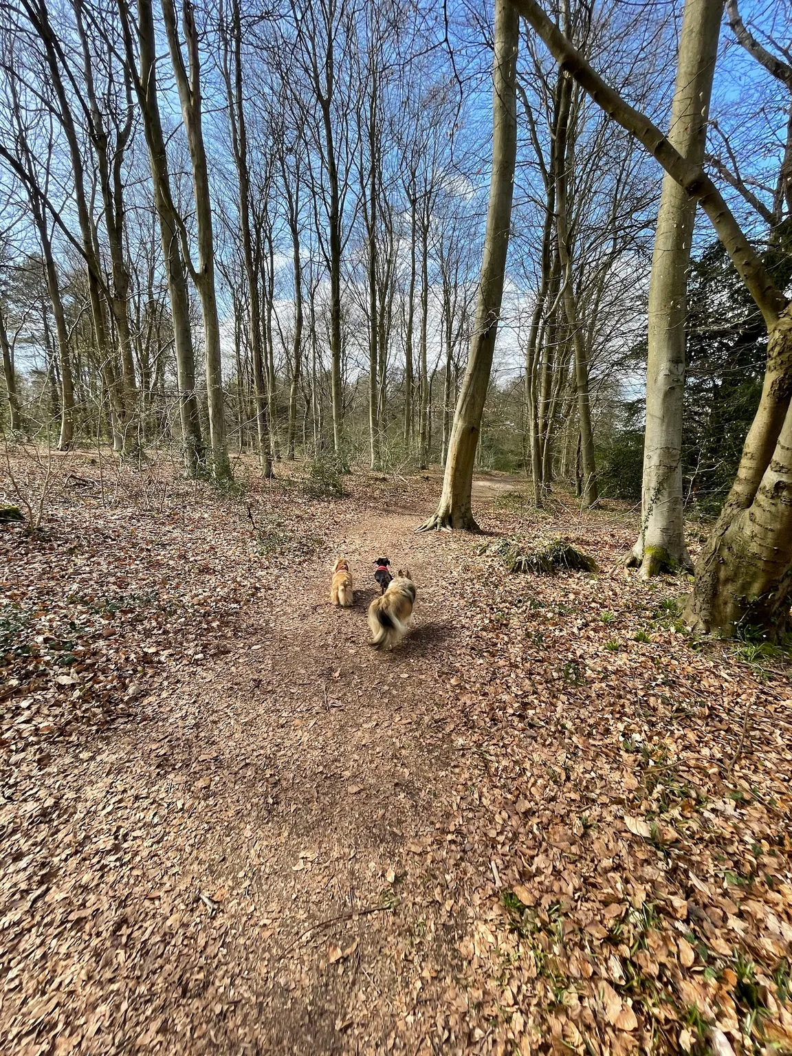Creech Wood