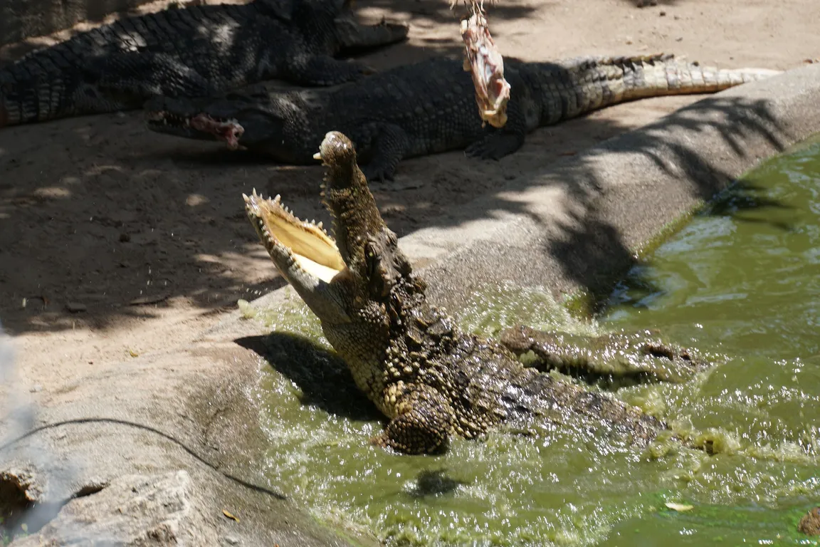 Samui Crocodile Farm