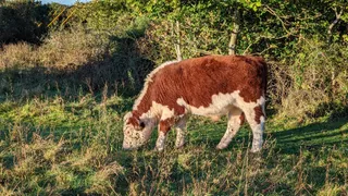 Eithinog North Wales Wildlife Trust Nature Reserve