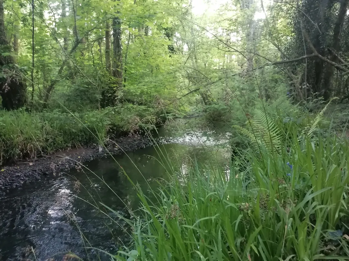Clyne Valley Country Park