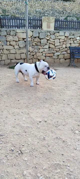 Marsaskala dog park