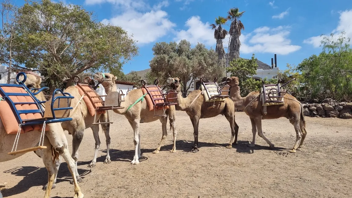 Camel Park