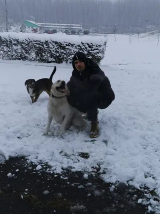 Dog Park