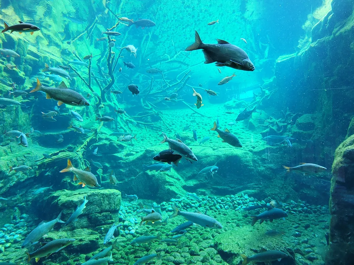 Alpenzoo Innsbruck - Tirol